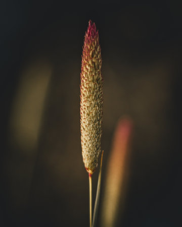 A selective focus shot of growing perennial timothy-grassの写真素材
