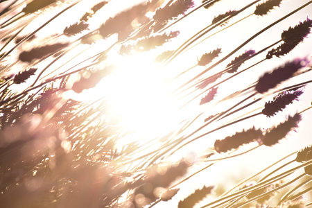 A vertical shot of lavender field under sunlight - great for wallpaper
