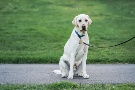 An adorable labradog dog on a fieldの写真素材