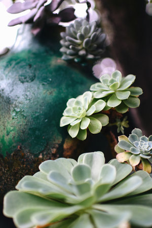 A vertical closeup shot of succulents in a gardenの写真素材