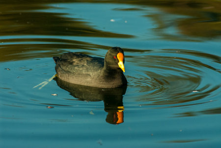 A closeup shot of a white-winged coot swimming in a pondの写真素材