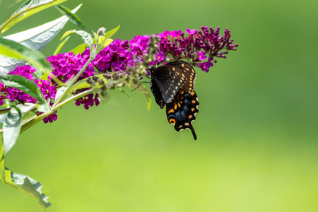 A selective focus shot of a butterfly on blooming lavenderの写真素材