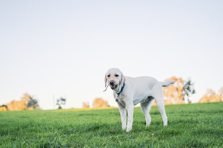 An adorable labradog dog on a fieldの写真素材