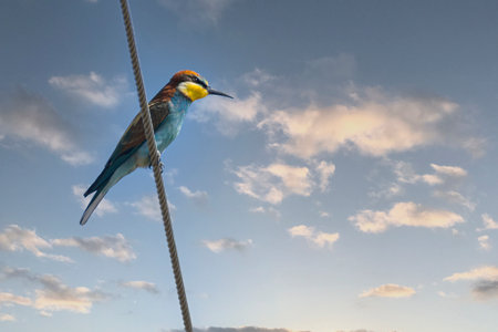 A low angle shot of bee-eater bird perched on rope against cloudy blue skyの写真素材