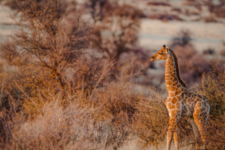 A view of a beautiful giraffe in its habitat on safari in the Okavanga, Delta, Botswanaの写真素材