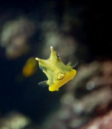 A vertical shot of a seahorse swimming in the waterの写真素材