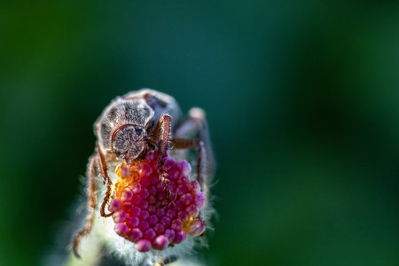 A closeup shot of a spider on a fruit plant on a blurred backgroundの写真素材