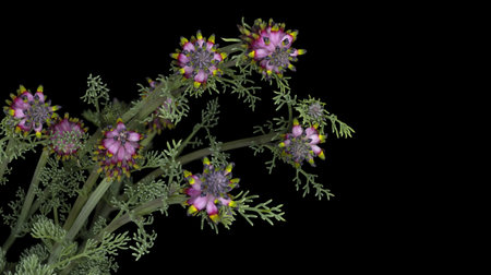 Platycapnos spicata, Platycapnos is a genus of flowering plants belonging to the family of papaveraceaeの写真素材
