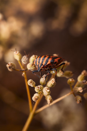 A macro of a red and black striped bug (Graphosoma italicum) on a plantの写真素材