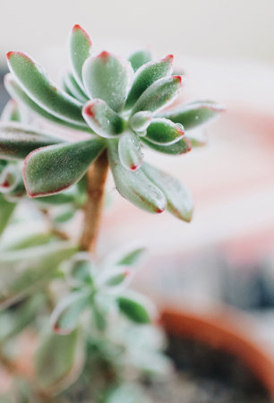 A vertical closeup shot of a potted succulent plantの写真素材
