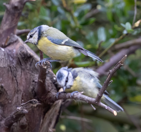 A closeup shot of Eurasian blue tit birds on a branchの写真素材