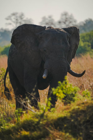 A vertical shot of an elephant in its habitat on safari in Okavanga, Delta, Botswanaの写真素材