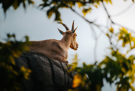 A back view of a beautiful light brown french alpine goat lying on the stone enjoying the sunsetの写真素材