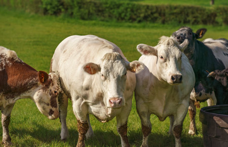 A selective focus shot of cows in a sunny meadowの写真素材