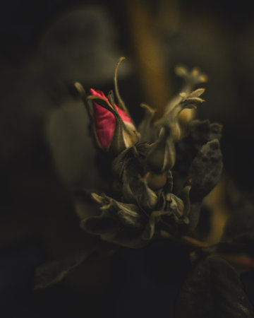 A vertical, close-up shot of a red unopened flower with a blurred backgroundの写真素材
