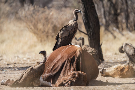 A close-up shot of a griffon vulture in Okavanga Delta, Botswana.の写真素材