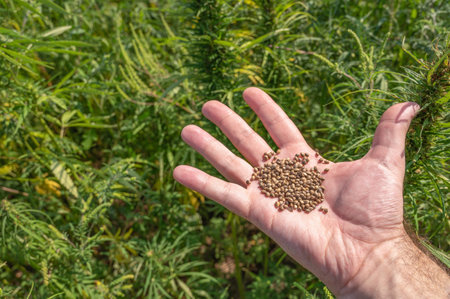 A male hand with hemp seeds and hemp field in the backgroundの写真素材