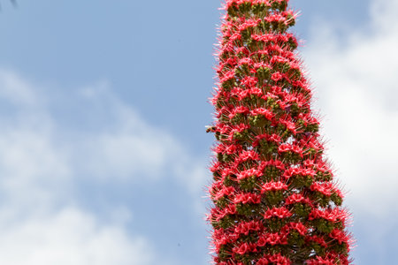 A pink tall echium wildpretii tropical plant against cloudy blue skyの写真素材
