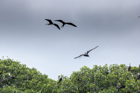 A view of birds hovering in the skyの写真素材