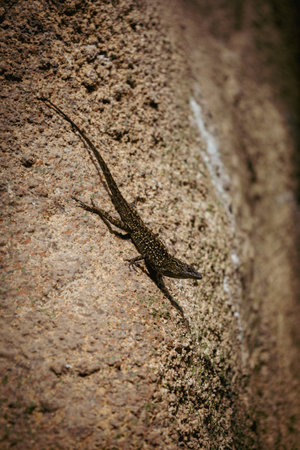 A vertical shot of a black lizard isolated on the dry rock - wildlifeの写真素材