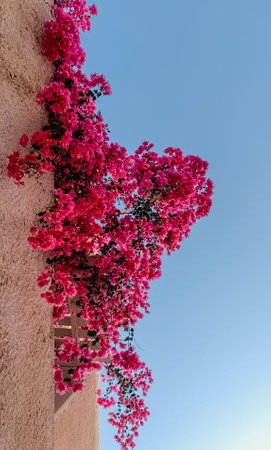 the beautiful Crepe myrtle flowering plants growing on the wall of a resort ho in Santoriniの写真素材