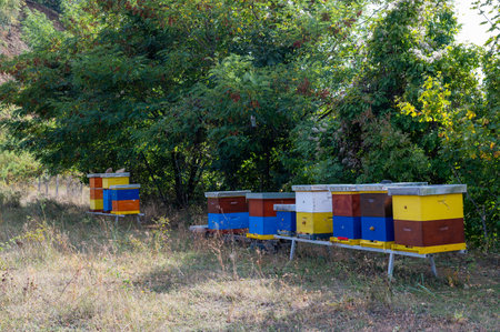 The colorful wooden beehives outdoors in the shade of the trees on a sunny day