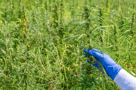 A field of hemp or cannabis sativaの写真素材