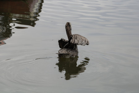 A scenic view of a duck swimming in the waterの写真素材
