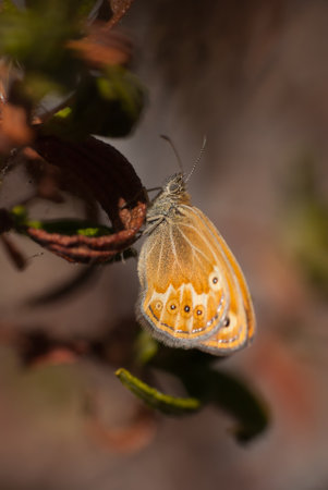A vertical shot of an orange butterfly on a plant against a blurred backgroundの写真素材