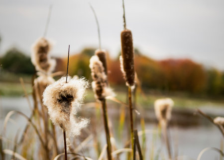 A closeup shot of reed fluffs growing near the lakeの写真素材