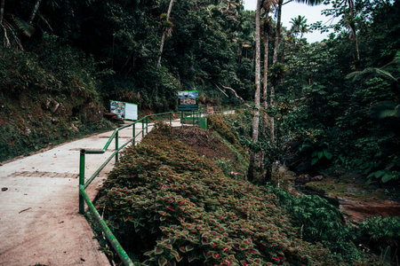A paved road amid dense green trees and plants in the parkの写真素材