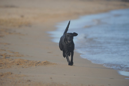 A black dog running along the beachの写真素材