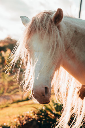 A vertical closeup shot of a beautiful white horse with long hair in the fieldの写真素材