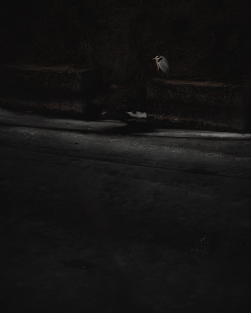 A vertical shot of a bird standing on the wall by the highway at nightの写真素材