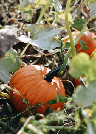 A vertical closeup shot of pumpkins growing on a fieldの写真素材