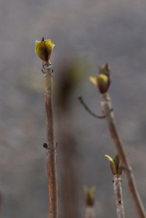 A closeup shot of tree buds