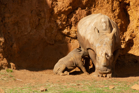 Female white rhinoceros nursing her calfの写真素材