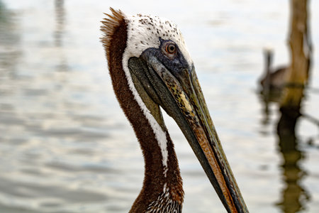 A closeup shot of a pelican swimming in the water on a blurred backgroundの写真素材