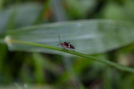 A closeup shot of a beetle on a green leafの写真素材