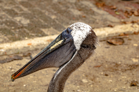 A closeup of the head of a pelicanの写真素材