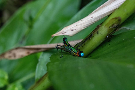 A scenic view of a Paramastax poecilosoma grasshopper perched on a green leafの写真素材
