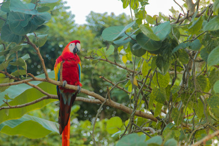 An adorable colorful macaw parrot standing on the tree branch in the forest