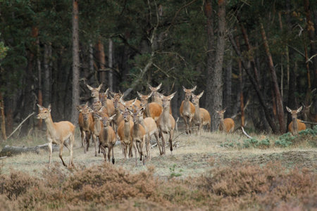 A group of deer running from the deep forest into the meadowの写真素材