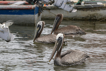 A flock of brown pelicans swimming in a lakeの写真素材