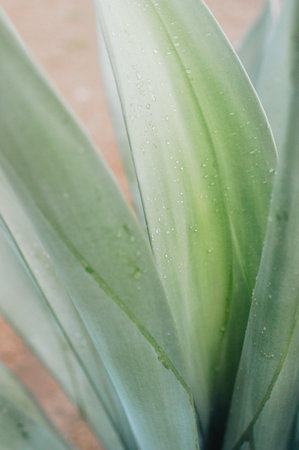 A vertical closeup shot of green plant leavesの写真素材
