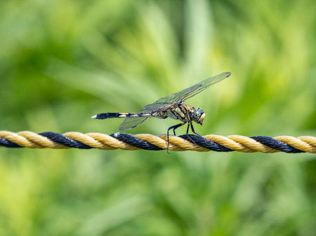 A closeup shot of a female white-tailed skimmer dragonfly perched on a rope in Yokohama, Japanの写真素材