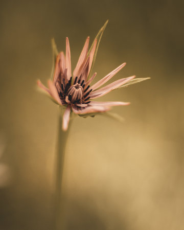 A close-up macro shot of a small, purple flower with a blurred backgroundの写真素材