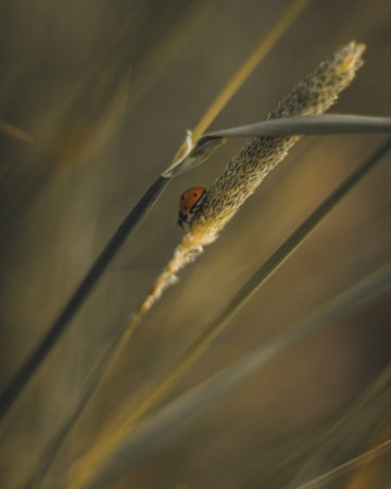 A macro shot of a small, red ladybird on a herb with a blurred backgroundの写真素材