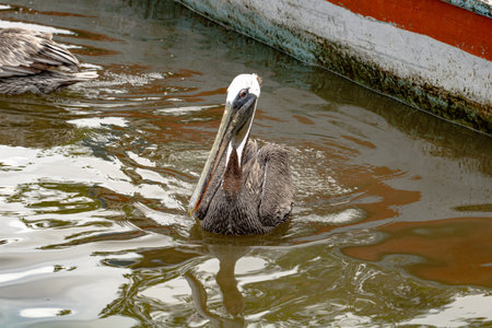 A brown pelican swimming in a lakeの写真素材