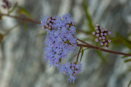 A closeup of light blue flowers on a blurred background in a garden